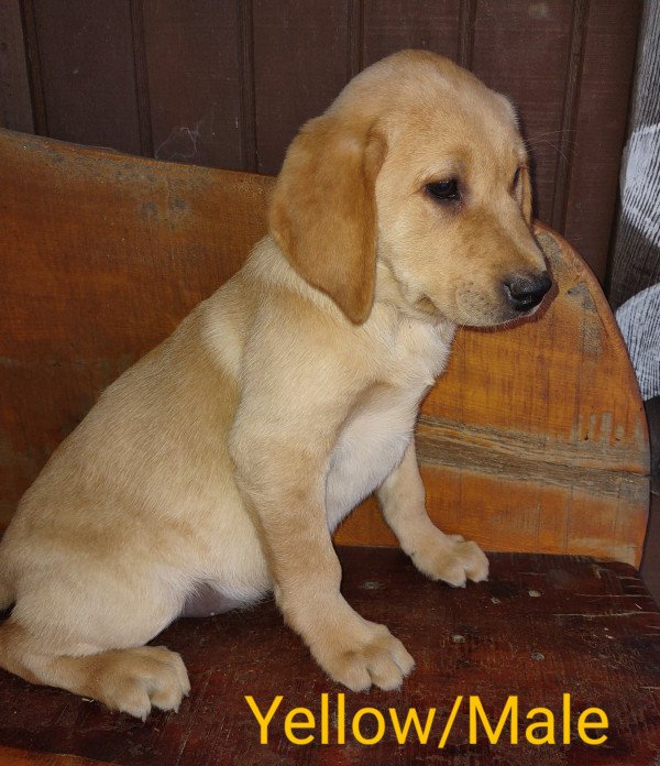 Yellow Puppy